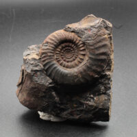 PLATYCLYMENIA ANNULATA