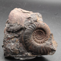 PLATYCLYMENIA ANNULATA - Imagen 6