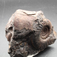 PLATYCLYMENIA ANNULATA - Imagen 5