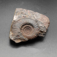 PLATYCLYMENIA ANNULATA - Imagen 4