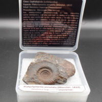 PLATYCLYMENIA ANNULATA - Imagen 3