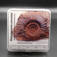PLATYCLYMENIA ANNULATA - Imagen 2