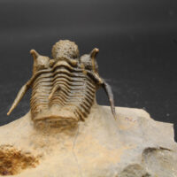 CYPHASPIS AFF KRAIDENSIS - Imagen 4
