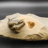 CYPHASPIS AFF KRAIDENSIS - Imagen 3