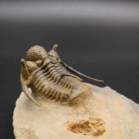 CYPHASPIS AFF KRAIDENSIS