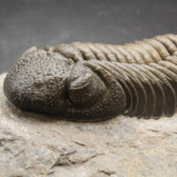 MOROCOPS OVATUS