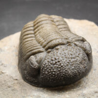 MOROCOPS OVATUS - Imagen 7