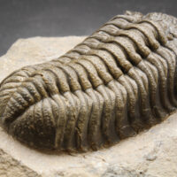 MOROCOPS OVATUS - Imagen 6