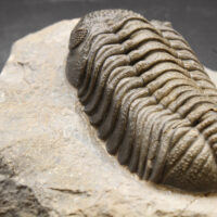 MOROCOPS OVATUS - Imagen 5