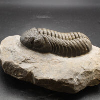 MOROCOPS OVATUS - Imagen 4