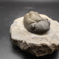 MOROCOPS OVATUS - Imagen 3