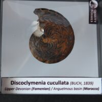 DISCOCLYMENIA CUCULLATA