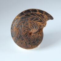 DISCOCLYMENIA CUCULLATA - Imagen 6