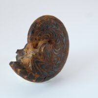 DISCOCLYMENIA CUCULLATA - Imagen 5