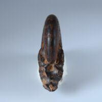 DISCOCLYMENIA CUCULLATA - Imagen 3