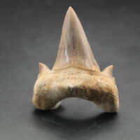 OTODUS OBLIQUUS (AGASSIZ, 1843)