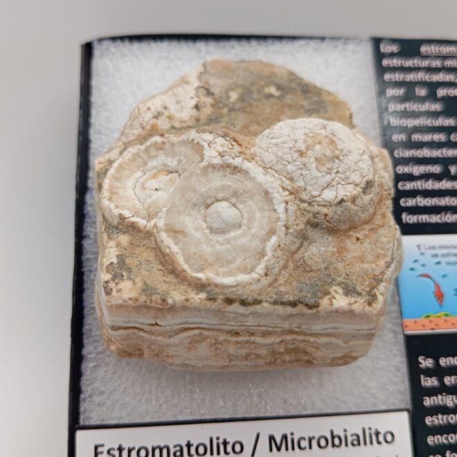PRIONOCERAS CHEILOCERAS SP. (copia) (copia) (copia) (copia) (copia) (copia) (copia) (copia) (copia) (copia) (copia) (copia) (copia) (copia)