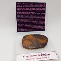 FRAGMENTO DE ÁMBAR (RESINA FÓSIL). CHIAPAS (MÉXICO) - Imagen 3
