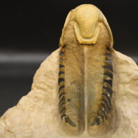 CROTALOCEPHALUS GIBBUS - Imagen 2