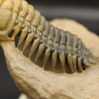 CROTALOCEPHALUS GIBBUS - Imagen 3