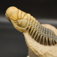 CROTALOCEPHALUS GIBBUS - Imagen 4