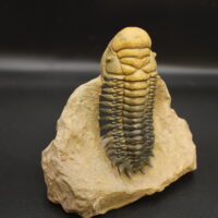 CROTALOCEPHALUS GIBBUS - Imagen 5