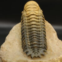 CROTALOCEPHALUS GIBBUS