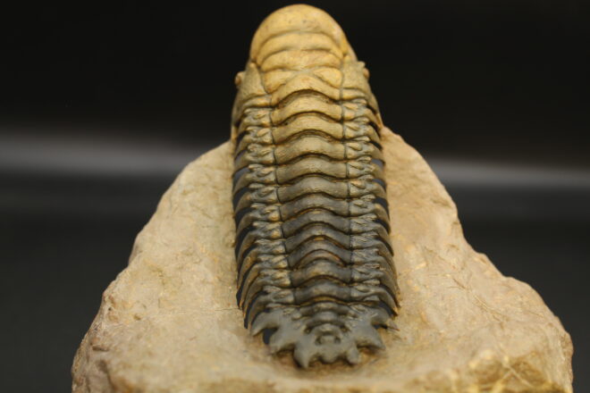 MOROCOPS OVATUS (copia) (copia) (copia) (copia) (copia) (copia)
