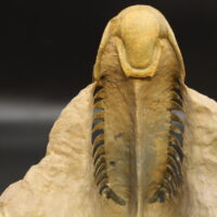 CROTALOCEPHALUS GIBBUS - Imagen 6