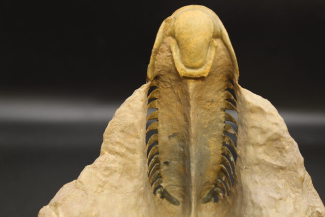 MOROCOPS OVATUS (copia) (copia) (copia) (copia) (copia) (copia) - Image 6
