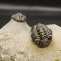 ADRISIOPS WEUGI - Imagen 6