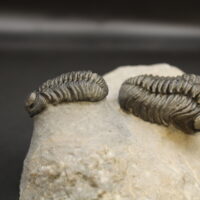 ADRISIOPS WEUGI - Imagen 5