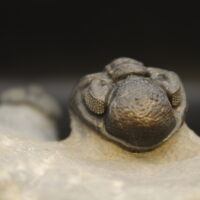 ADRISIOPS WEUGI - Imagen 4