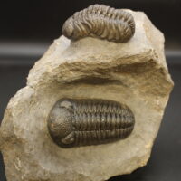 MOROCOPS OVATUS & BOECKOPS STELCKI - Imagen 6