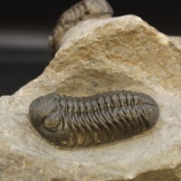 MOROCOPS OVATUS & BOECKOPS STELCKI - Imagen 5