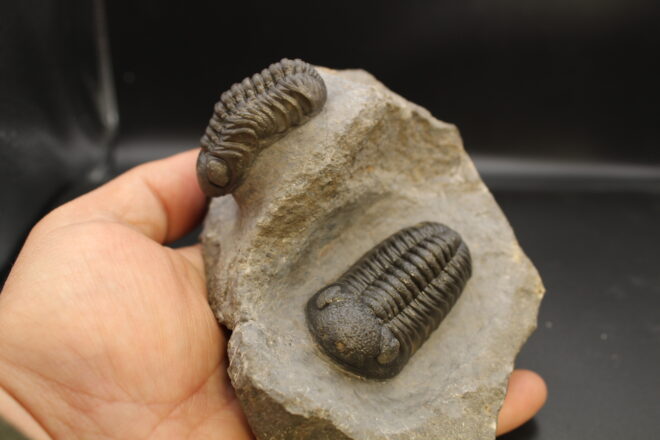 MOROCOPS OVATUS (copia) (copia) (copia) (copia) (copia) (copia) (copia) (copia) (copia)