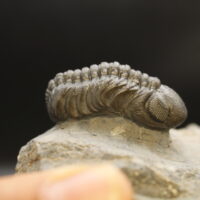 MOROCOPS OVATUS & BOECKOPS STELCKI - Imagen 3