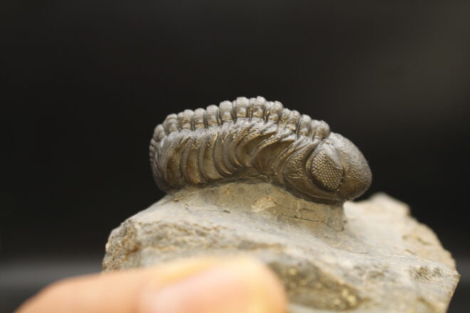MOROCOPS OVATUS (copia) (copia) (copia) (copia) (copia) (copia) (copia) (copia) (copia) - Image 3