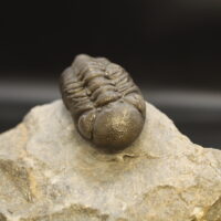 MOROCOPS OVATUS & BOECKOPS STELCKI - Imagen 2