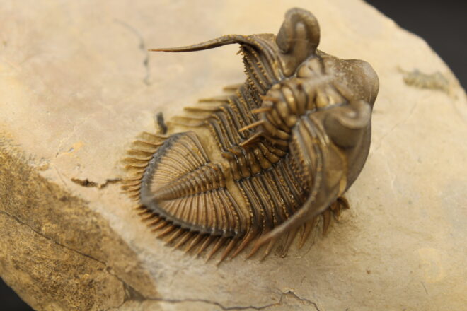 MOROCOPS OVATUS (copia) (copia) (copia) (copia) (copia) (copia) (copia) (copia) (copia) (copia)