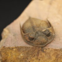 ZLICHOVASPIS SPINIFERA - Imagen 3