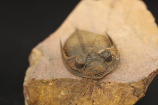 MOROCOPS OVATUS (copia) (copia) (copia) (copia) (copia) (copia) (copia) (copia) (copia) (copia) (copia) - Image 3