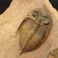 ZLICHOVASPIS SPINIFERA