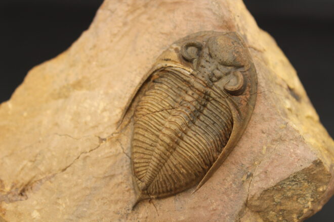 MOROCOPS OVATUS (copia) (copia) (copia) (copia) (copia) (copia) (copia) (copia) (copia) (copia) (copia)