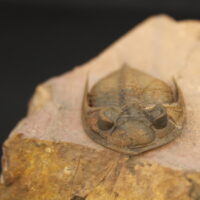 ZLICHOVASPIS SPINIFERA - Imagen 2