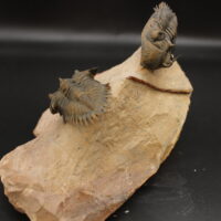 METACANTHINA ISSOUMOURENSIS - Imagen 7