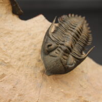 METACANTHINA ISSOUMOURENSIS - Imagen 6