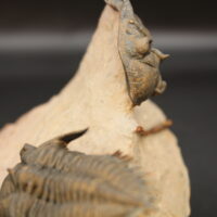METACANTHINA ISSOUMOURENSIS - Imagen 5