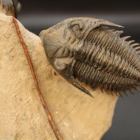 METACANTHINA ISSOUMOURENSIS - Imagen 4