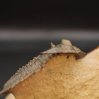 METACANTHINA ISSOUMOURENSIS - Imagen 3